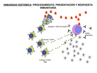 INMUNIDAD SISTEMICA : PROCESAMIENTO, PRESENTACIÓN Y RESPUESTA INMUNITARIA Linfocito T CD4+ Célula  plasmática Antígeno + MHC de clase II Linfocito T CD4+ Th2 