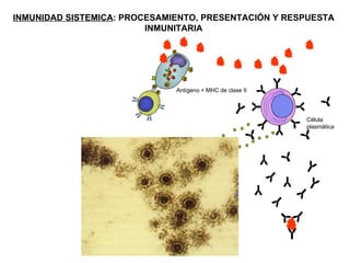 INMUNIDAD SISTEMICA : PROCESAMIENTO, PRESENTACIÓN Y RESPUESTA INMUNITARIA Linfocito T CD4+ Célula  plasmática Antígeno + MHC de clase II Linfocito T CD4+ Th2 