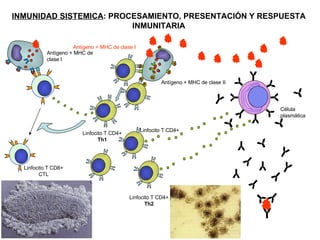 INMUNIDAD SISTEMICA : PROCESAMIENTO, PRESENTACIÓN Y RESPUESTA INMUNITARIA Antígeno + MHC de clase I Linfocito T CD4+ Célula  plasmática Antígeno + MHC de clase II Linfocito T CD4+ Th2 Antígeno + MHC de clase I Linfocito T CD4+ Th1 Linfocito T CD8+ CTL 