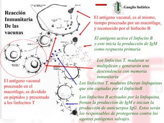 Reacción Inmunitaria De las  vacunas El antígeno activa el linfocito B y este inicia la producción de IgM como respuesta primaria  El antígeno vacunal procesado en el  macrófago, es dividido en péptidos y presentado a los linfocitos T  Los linfocitos T, maduran se  multiplican y generarán una  descendencia con memoria inmunitaria  Los linfocitos T, maduros liberan linfoquinas  que són captadas por el linfocitoB Los linfocitos B activados por la linfoquina,  frenan la producción de IgM e inician la  producción de anticuerpos IgG. Estos serán los responsables de protegernos contra los  agentes patógenos salvajes. El antígeno vacunal, es al mismo, tiempo procesado por un macrófago   y reconocido por el linfocito B Ganglio linfático 