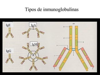 Tipos de inmunoglobulinas IgE IgG IgM IgA 
