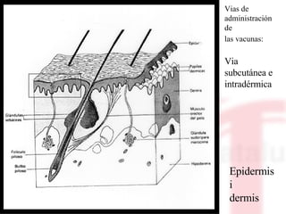 Epidermis  i dermis Vias de administración de las vacunas:   Via subcutánea e intradérmica 