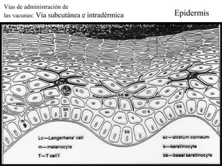 Vias de administración de las vacunas:  Via subcutánea e intradérmica Epidermis  