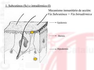 1. Subcutánea (Sc) e intradérmica (I) Mecanismo inmunitário de acción: Vía Subcutánea = Vía Intradérmica Epidermis Dermis Hipodermis 