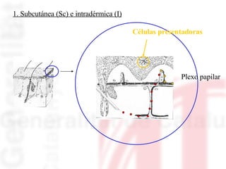 1. Subcutánea (Sc) e intradérmica (I) Plexo papilar Células presentadoras 