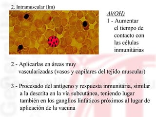 Al(OH) 1 - Aumentar el tiempo de  contacto con las células inmunitárias 2 - Aplicarlas en áreas muy  vascularizadas (vasos y capilares del tejido muscular) 3 - Procesado del antígeno y respuesta inmunitária, similar  a la descrita en la vía subcutánea, teniendo lugar  también en los ganglios linfáticos próximos al lugar de  aplicación de la vacuna  2. Intramuscular (Im) 