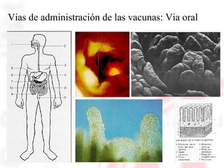 Vias de administración de las vacunas: Via oral 