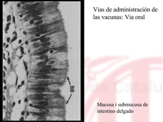 Mucosa i submucosa de  intestino delgado Vias de administración de las vacunas: Via oral 