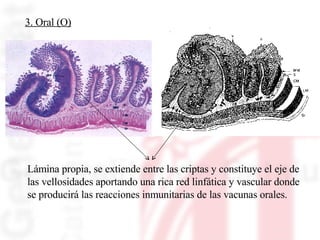 3. Oral (O) Lámina propia, se extiende entre las criptas y constituye el eje de  las vellosidades aportando una rica red linfática y vascular donde se producirá las reacciones inmunitarias de las vacunas orales. 