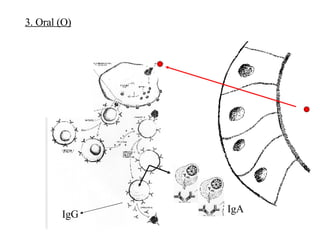IgG  IgA  3. Oral (O) 