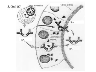 Célula epitelial Célula plasmática luz IgA IgA Componente  secretor 3. Oral (O) 