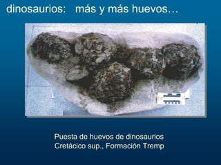 dinosaurios: más y más huevos…
Puesta de huevos de dinosaurios
Cretácico sup., Formación Tremp
 