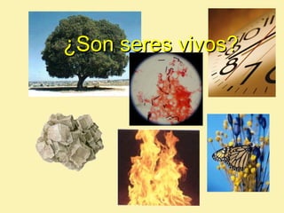 ¿Son seres vivos?
 