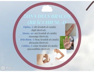 Llenguatje científic del cos humà