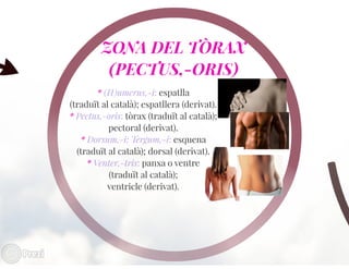 Llenguatje científic del cos humà