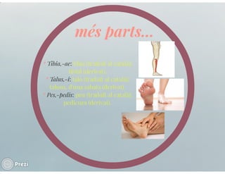 Llenguatje científic del cos humà