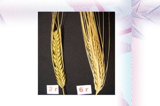 Hea kvaliteediga õlleodra idanemisenergia peaks olema 93%, idanevus üle 95%. 