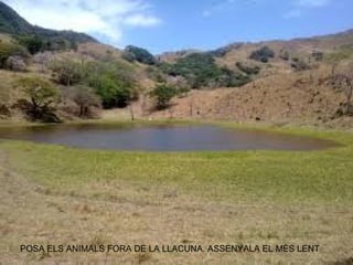POSA ELS ANIMALS FORA DE LA LLACUNA. ASSENYALA EL MÉS LENT
 