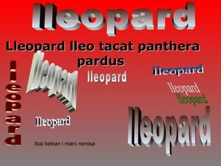 Lleopard lleo tacat pantheraLleopard lleo tacat panthera
parduspardus
Ibai betran i marc remisa
 