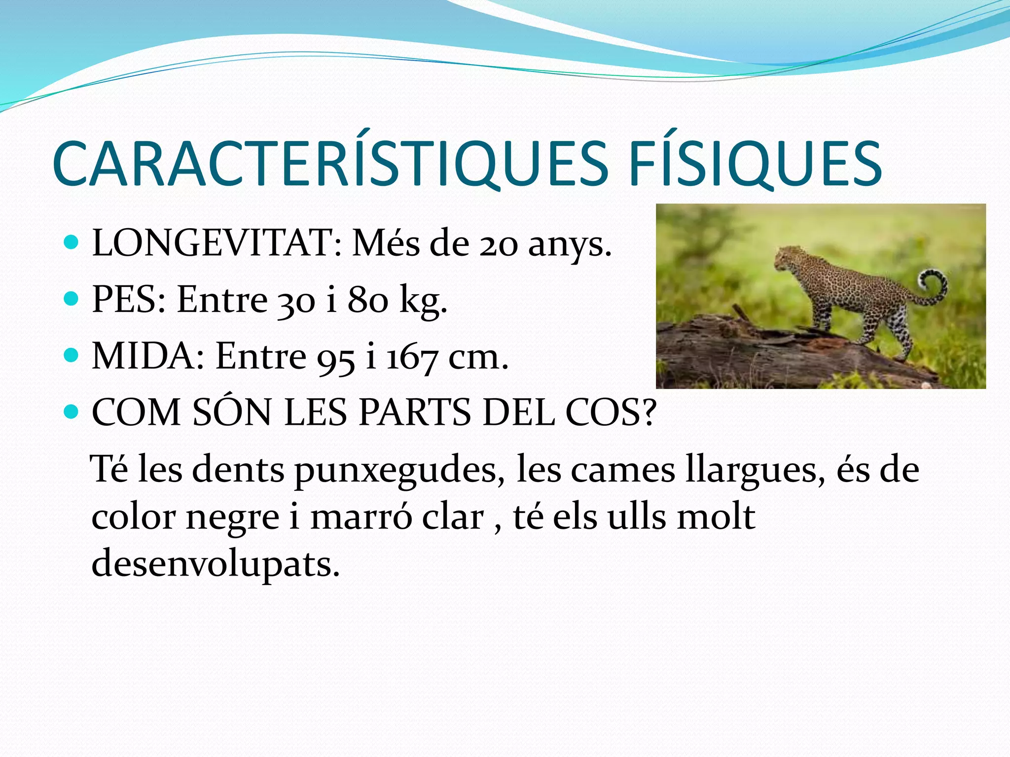 CARACTERÍSTIQUES FÍSIQUES
 LONGEVITAT: Més de 20 anys.
 PES: Entre 30 i 80 kg.
 MIDA: Entre 95 i 167 cm.
 COM SÓN LES PARTS DEL COS?
Té les dents punxegudes, les cames llargues, és de
color negre i marró clar , té els ulls molt
desenvolupats.
 