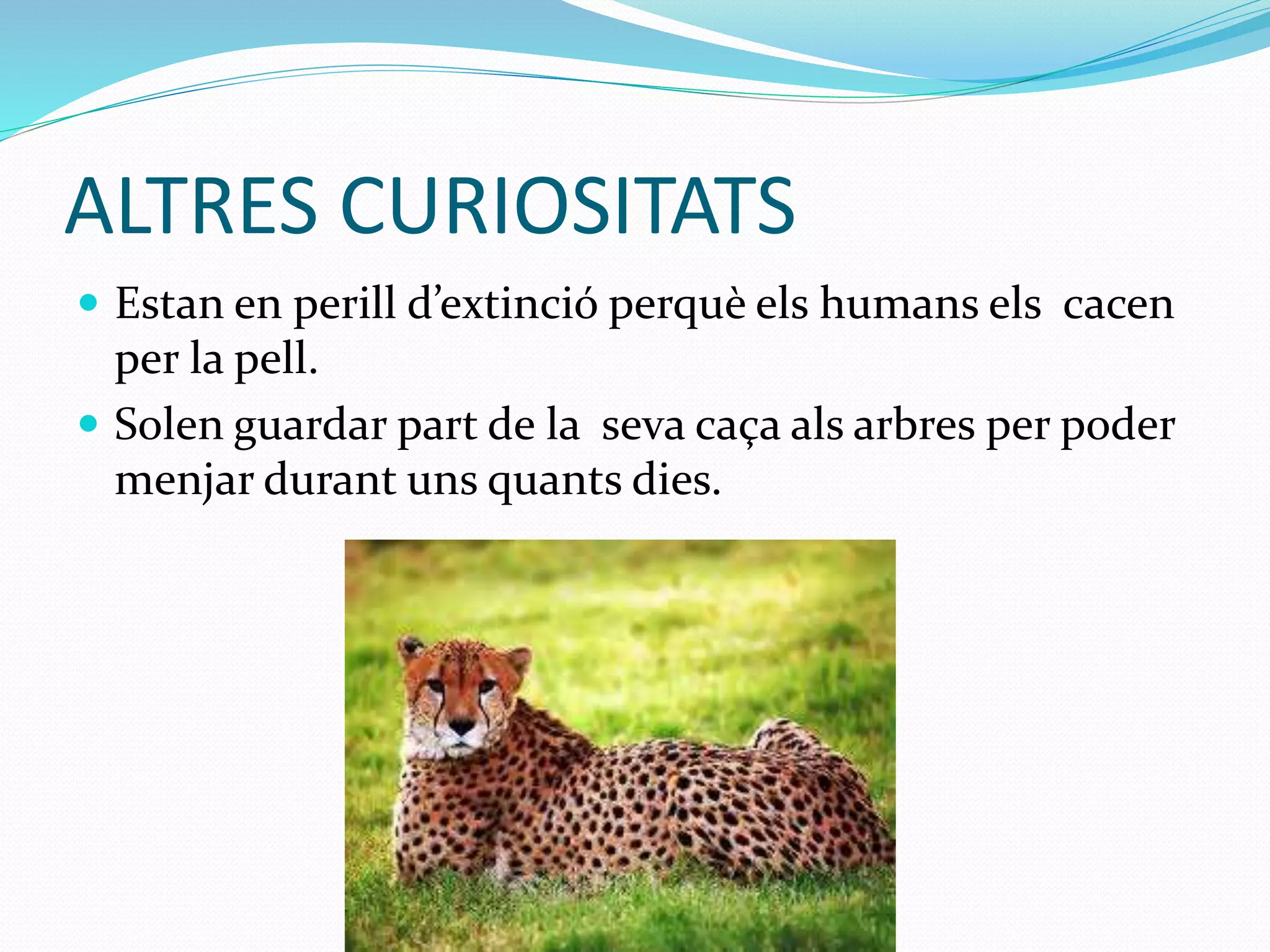 ALTRES CURIOSITATS
 Estan en perill d’extinció perquè els humans els cacen
per la pell.
 Solen guardar part de la seva caça als arbres per poder
menjar durant uns quants dies.
 