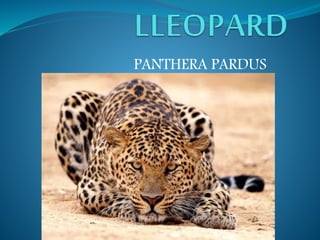 PANTHERA PARDUS
 