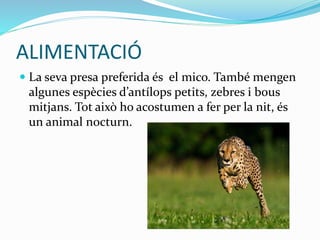 ALIMENTACIÓ
 La seva presa preferida és el mico. També mengen
algunes espècies d’antílops petits, zebres i bous
mitjans. Tot això ho acostumen a fer per la nit, és
un animal nocturn.
 