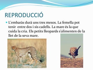 REPRODUCCIÓ
 L'embaràs durà uns tres mesos. La femella pot
tenir entre dos i sis cadells. La mare és la que
cuida la cria. Els petits lleopards s’alimenten de la
llet de la seva mare.
 
