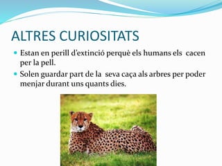 ALTRES CURIOSITATS
 Estan en perill d’extinció perquè els humans els cacen
per la pell.
 Solen guardar part de la seva caça als arbres per poder
menjar durant uns quants dies.
 