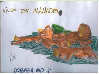 PROJECTE DE TREBALL:EL LLEÓ