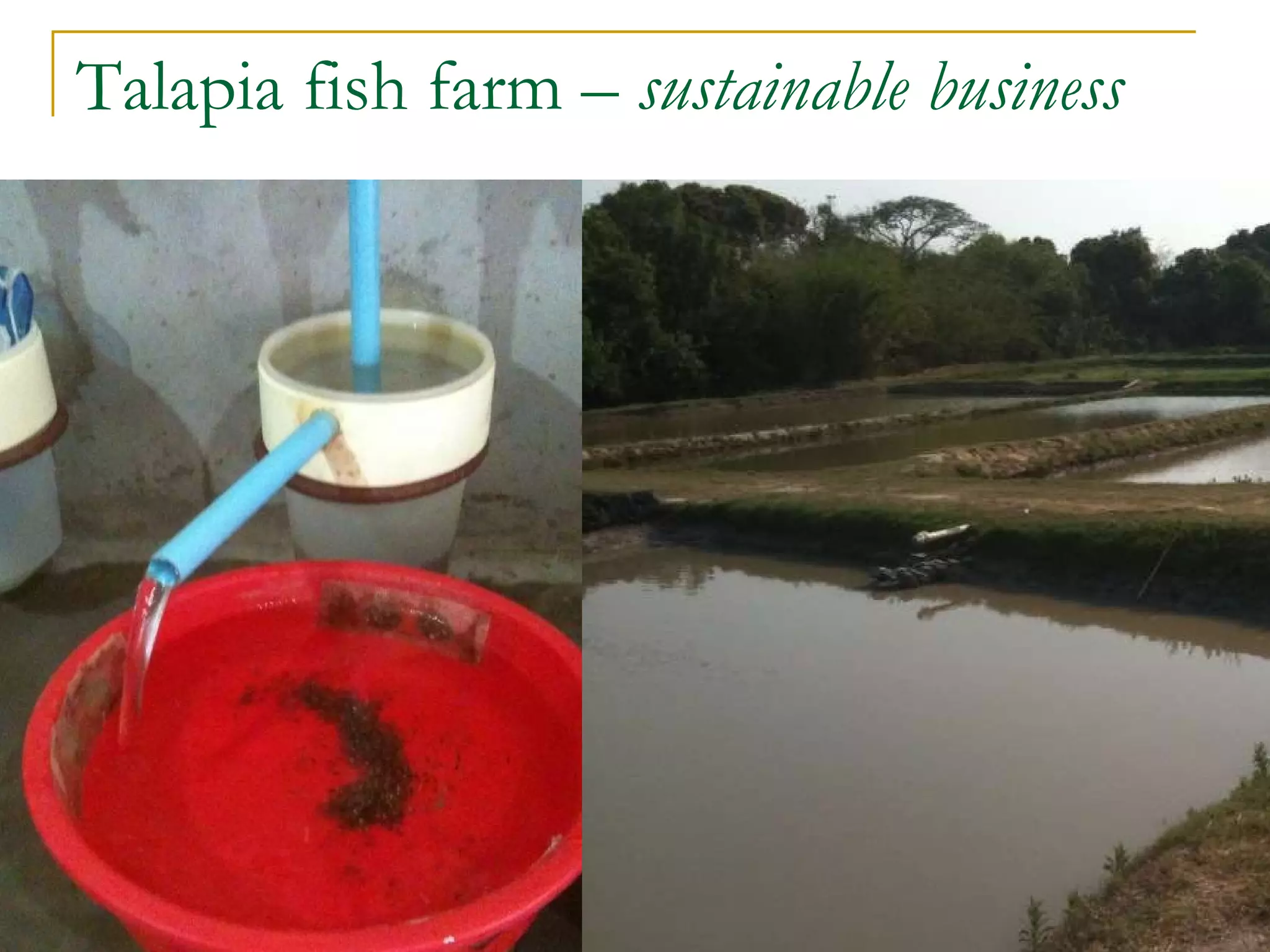 Talapia fish farm –  sustainable business 