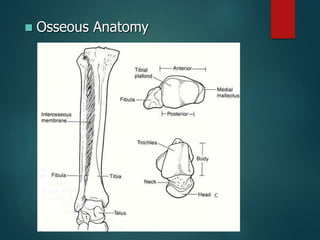  Osseous Anatomy
 
