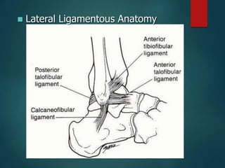  Lateral Ligamentous Anatomy
 