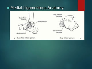  Medial Ligamentous Anatomy
 