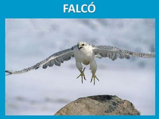 Llibres dels animals polars