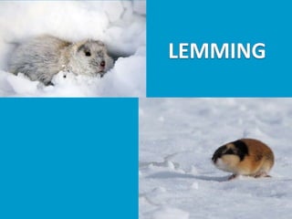 Llibres dels animals polars