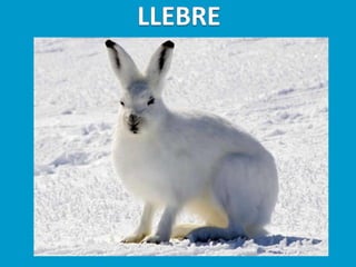 Llibres dels animals polars