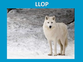 Llibres dels animals polars