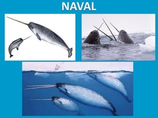 Llibres dels animals polars