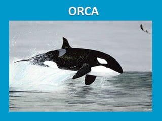 Llibres dels animals polars