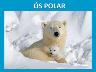 Llibres dels animals polars