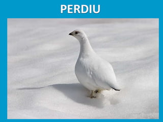 Llibres dels animals polars