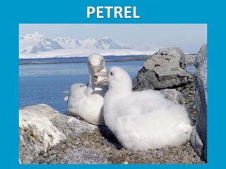 Llibres dels animals polars