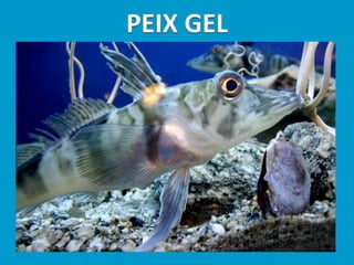 Llibres dels animals polars