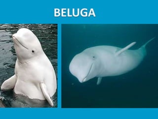 Llibres dels animals polars