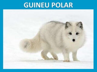 Llibres dels animals polars