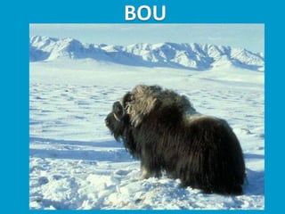 Llibres dels animals polars