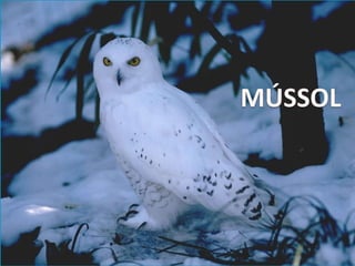 Llibres dels animals polars