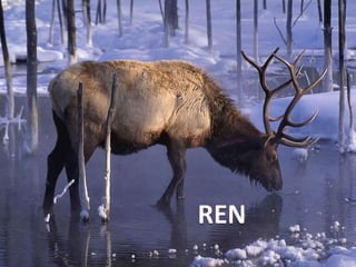 Llibres dels animals polars