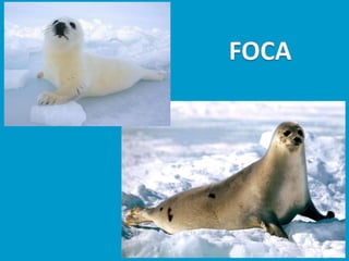 Llibres dels animals polars